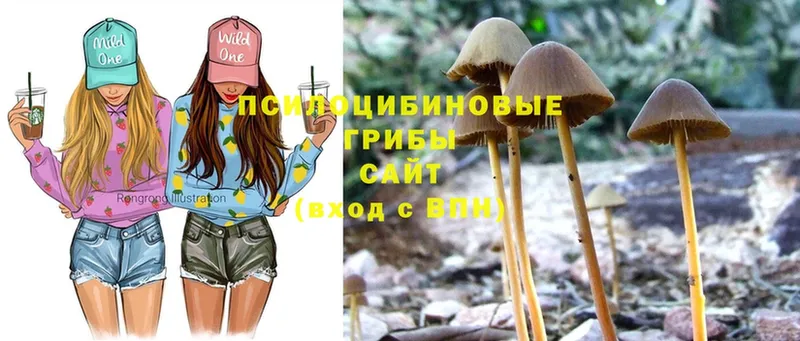 купить наркотик  Каменка  omg ССЫЛКА  Псилоцибиновые грибы Psilocybe 